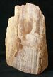 Free-Standing Petrified Wood (Conifer) - Sweet Home, OR #16916-1